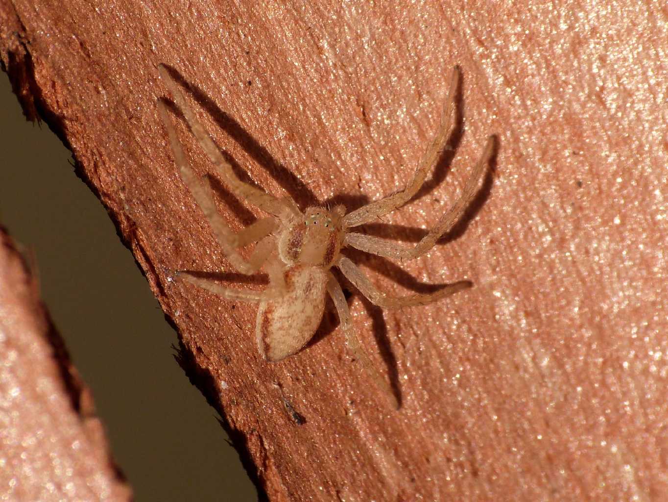 Philodromus rufus - Ostia (RM)